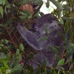 Billabong Koala 