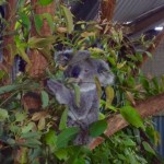Billabong Koala