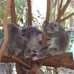 Koalas fetzen, die Erste...