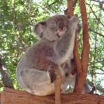 Koalas fetzen, die Zweite...