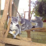 Koala-Rudel