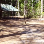 Fraser Island Dingo Walkway