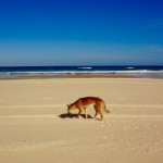 Fraser Island Dingo Posing
