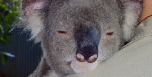 Koala, ist er nicht süß...