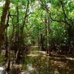 Daintree Nationalpark - Mangrovenwald