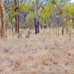 Fahrt ins Outback - altvertraut