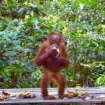 Damit es in 20 Jahren die OrangUtans noch gibt