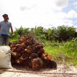 Palmölfrüchteberg