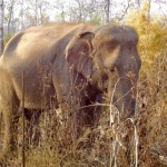 Elefant im York Don Nationalpark
