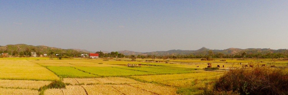 Reisanbau überall