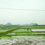 Ha Long Bay  - Reisfelder überall auf dem Weg