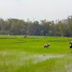 Hoi An - Reisfelder auf dem Weg zum Strand.