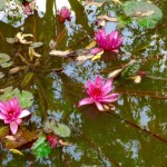Lotusblüten