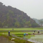 Ning Bing - alle Arbeiten fleißig auf den Reisfeldern