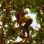 Banlung - Klettergerüst in Kambodscha - die Baum