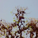 Battambang - Fledermäuse mitten im Village und nicht in der Höhle