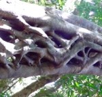 Daintree Nationalpark - Das ist nicht von Menschenhand