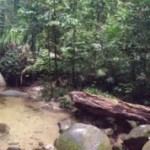 Daintree Nationalpark - Mossman-Zauberwald