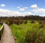 Wetlands