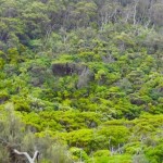 Great Ocean Road 