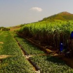 Easy Rider Tour - Melonen- und Rohrzuckerplantage
