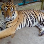 Chiang Mai - Tiger Kingdom
