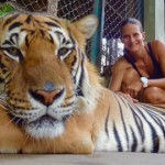 Chiang Mai - Tiger Kingdom